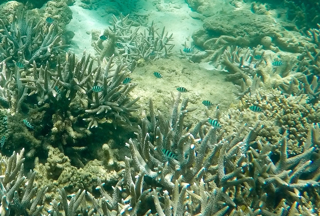 Tropical fish along coral reefs of Mamutik Island, Borneo
