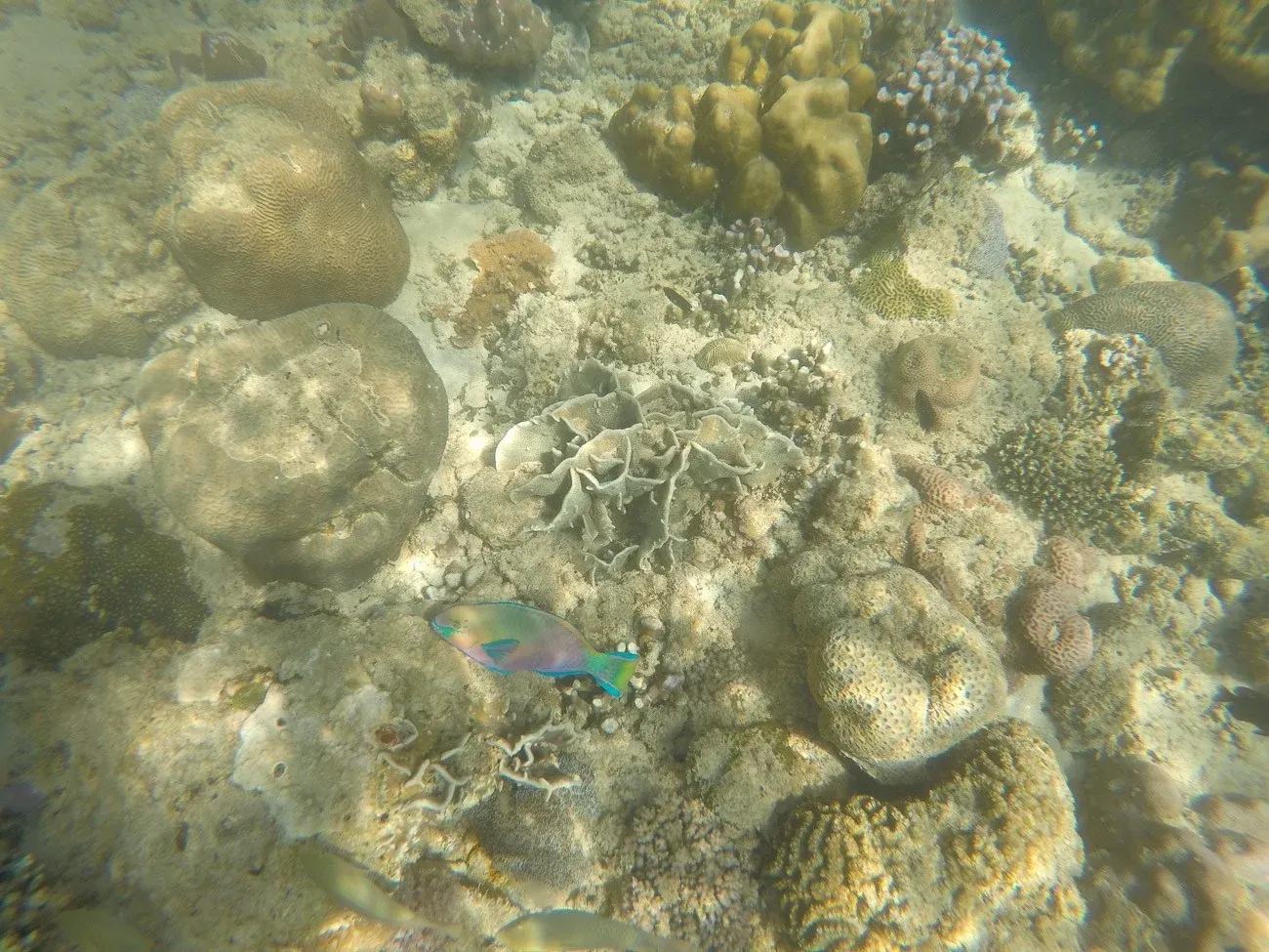 Pretty tropical fish against rocks and coral off Mamutik Island, Kota Kinabalu
