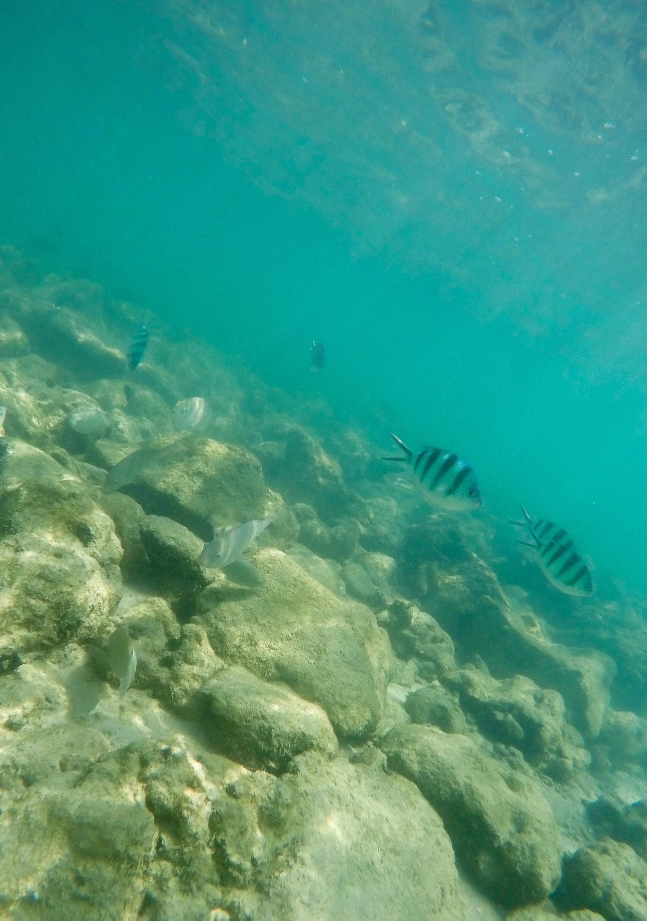 Pretty tropical fish off Mamutik Island, Kota Kinabalu