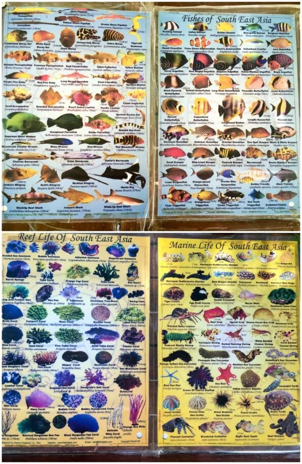 Sea Life of Southeast Asia - Borneo
