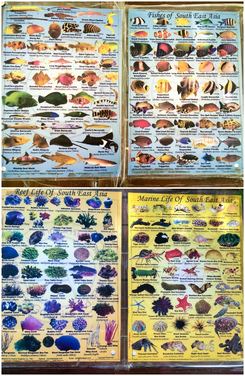 Sea Life of Southeast Asia - Borneo