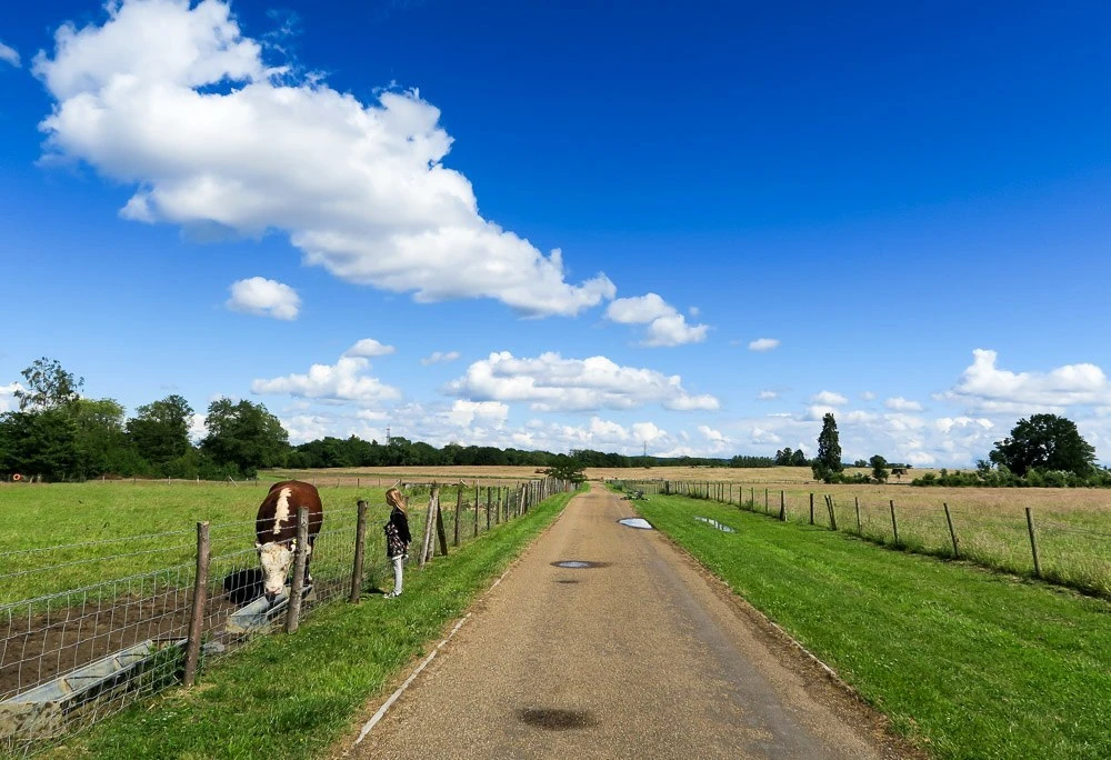 Cows roam near Four Seasons Hotel Hampshire, England