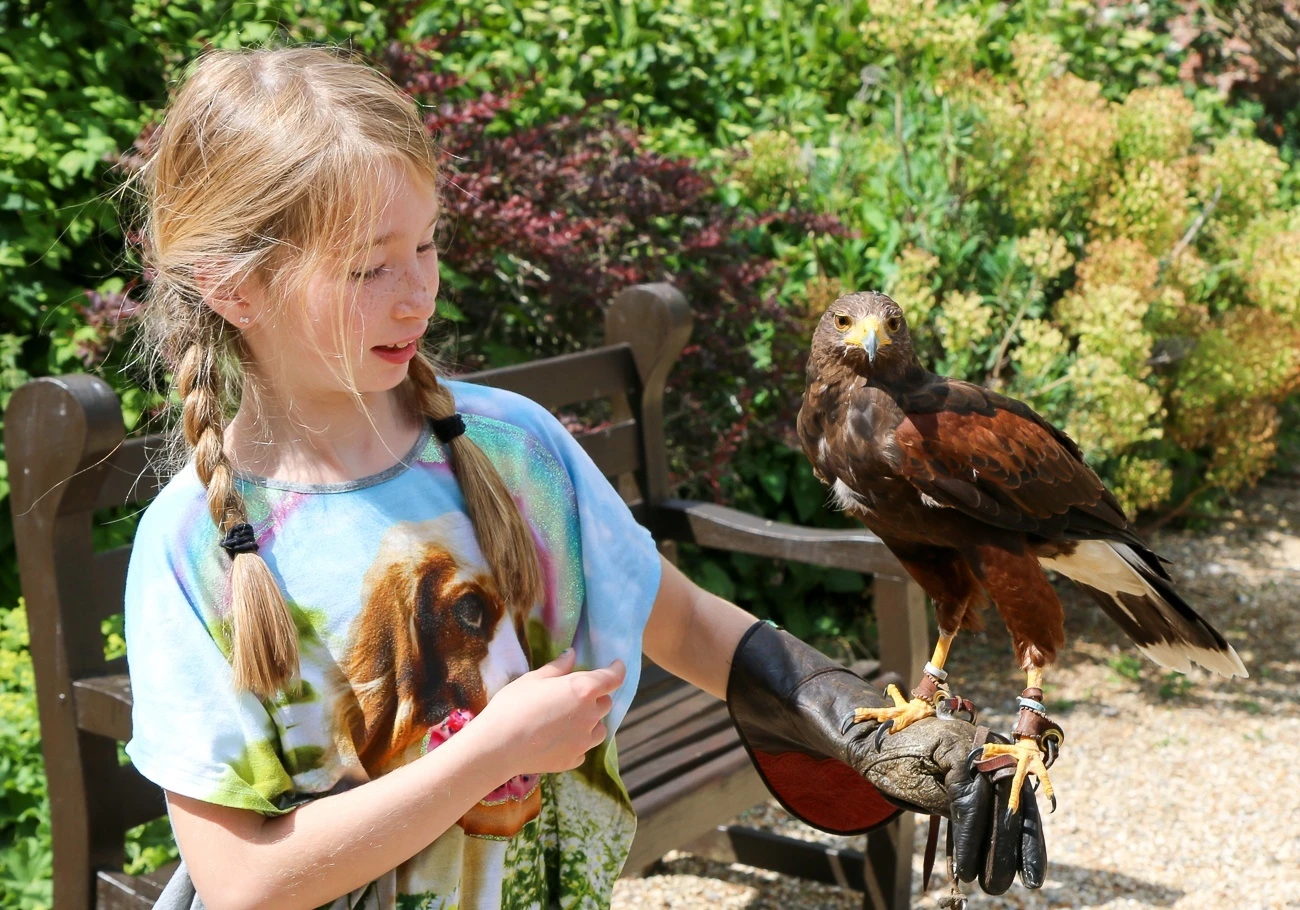 A hawk walk is part of the falconry program at Four Seasons Hotel Hampshire, England