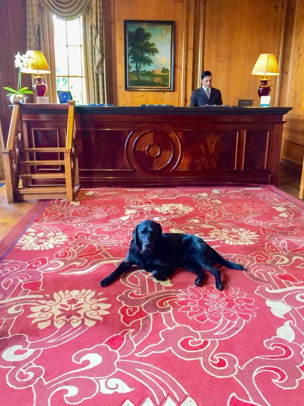 Oliver Beckington is the cheekyresident dog at Four Seasons Hotel Hampshire, England