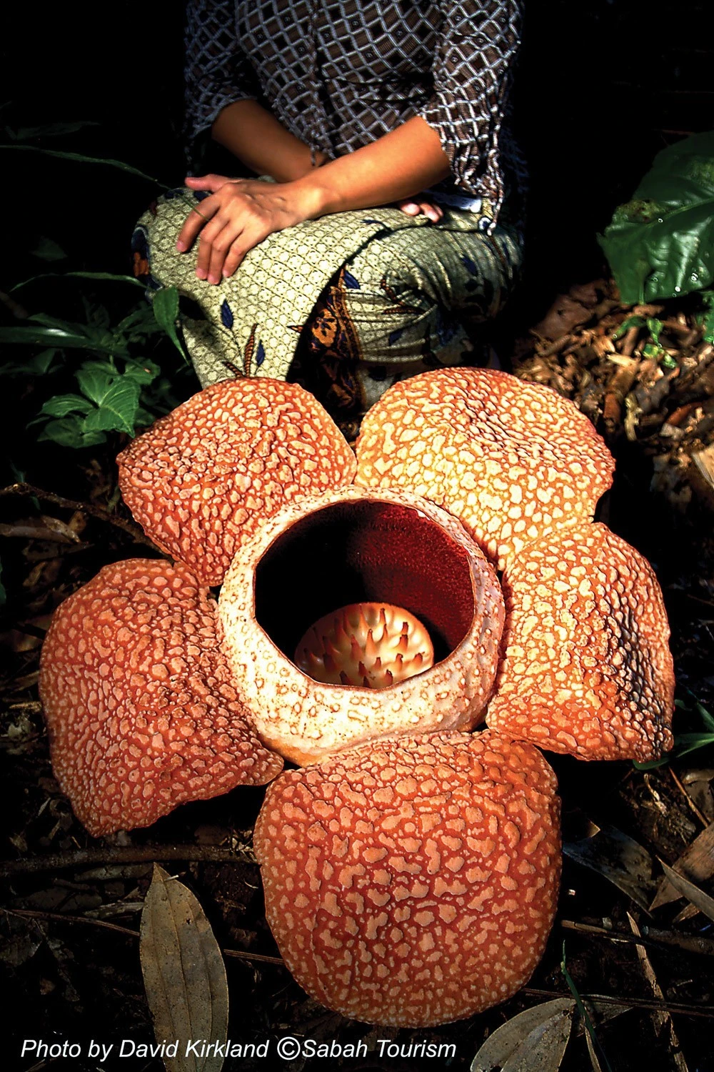 You can see the giant rafflesia flower at Kinabalu National Park. It's the largest in the world!