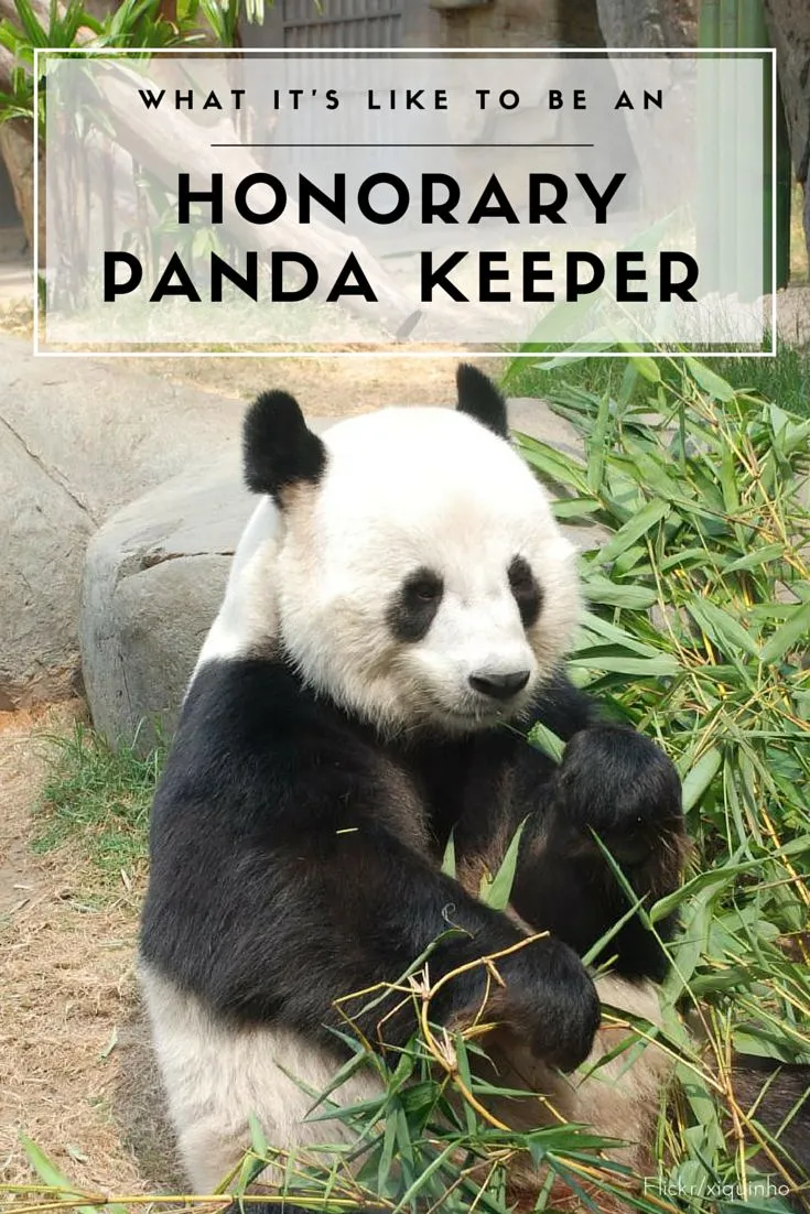 The Honorary Panda Keeper program at Ocean Park in Hong Kong gives participants up-close encounters with giant pandas and an opportunity to learn about their care. So fun.