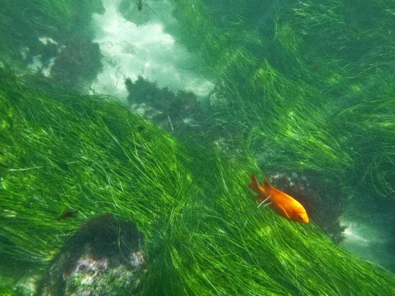 When in San Diego, you must explore La Jolla's Underwater Park ecological reserve. Here's why.