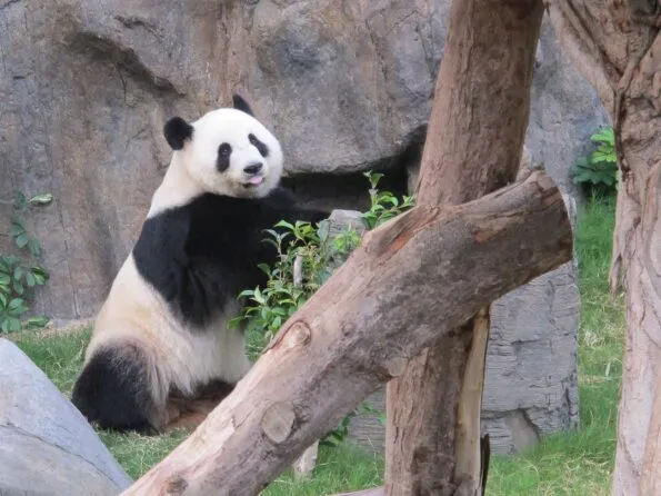 The Honorary Panda Keeper Program at Ocean Park in Hong Kong lets guests get close to and learn quite a bit about giant pandas.