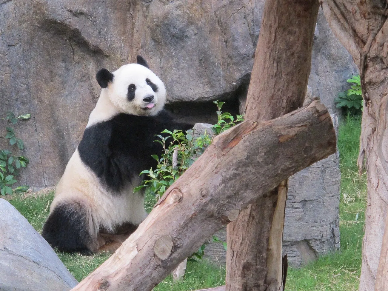 The Honorary Panda Keeper Program at Ocean Park in Hong Kong lets guests get close to and learn quite a bit about giant pandas.