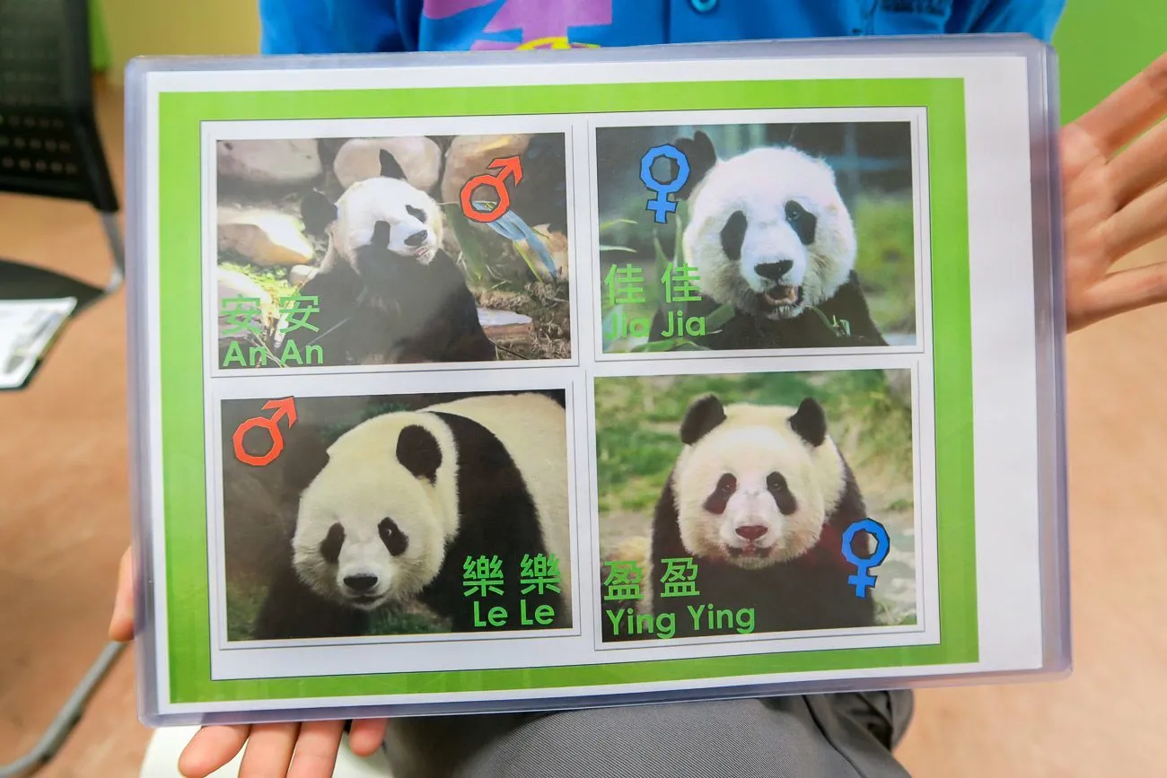 There are four pandas at Ocean Park in Hong Kong. Two are the oldest pandas in captivity.