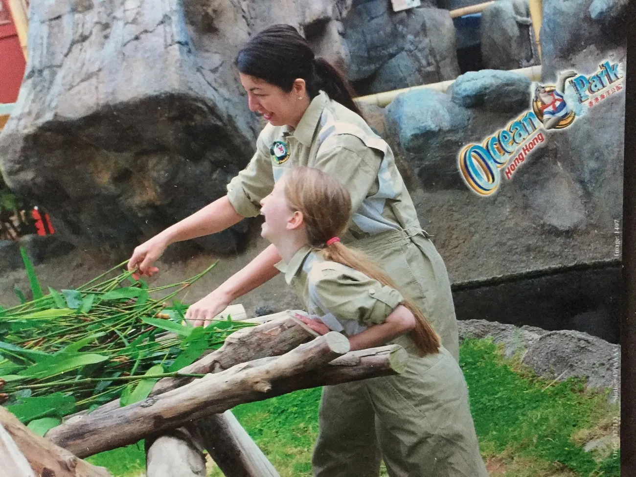 We laid bamboo out for the pandas at Ocean Park in Hong Kong
