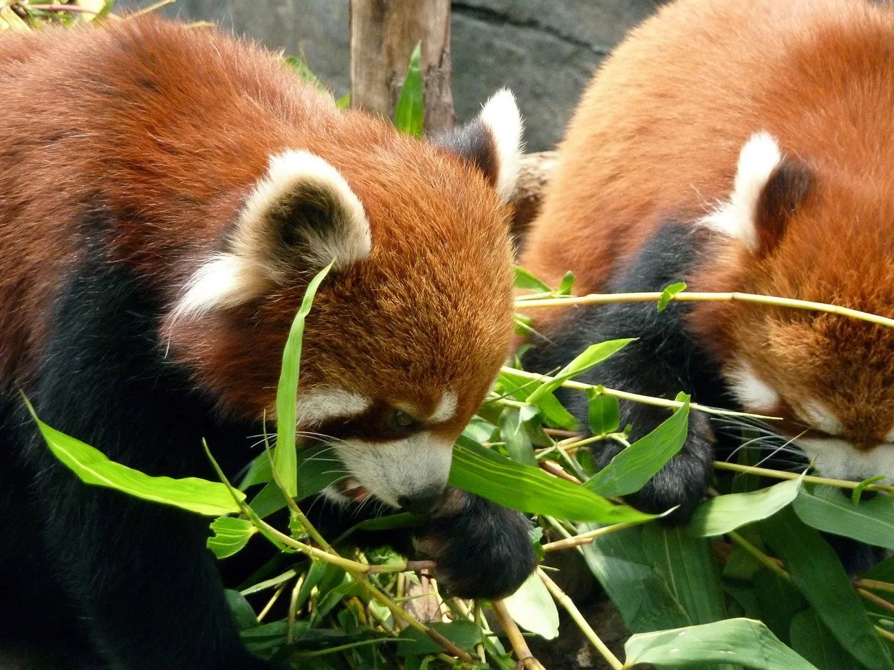 We were able to see the red pandas behind-the-scenes while resting in their private enclosure at Ocean Park in Hong Kong