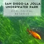 When in San Diego, you must explore La Jolla's Underwater Park ecological reserve. Here's why.