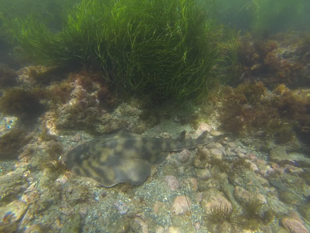 A fish swims in the La Jolla underwater park.