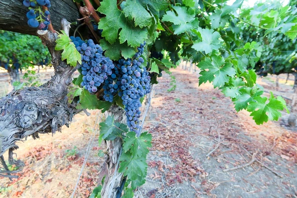 Grapes in the vineyards surrounding Rutherford House in Napa Valley