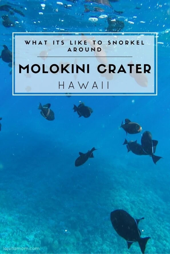 We took a very early morning tour out to Molokini crater from Wailea, Maui. Here's why it was awesome.
