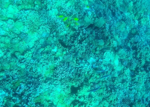 Tropical fish seen around Molokini crater in Hawaii