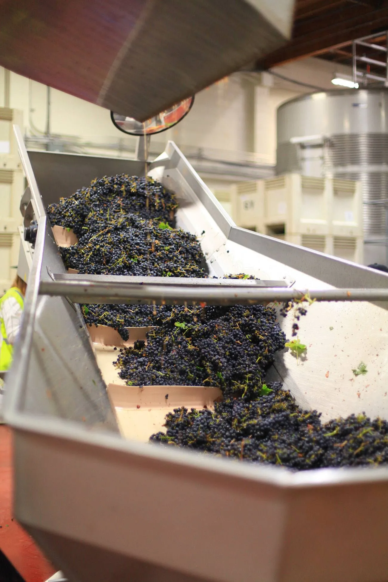 Grapes being sorted at Sterling Vineyards in Napa Valley
