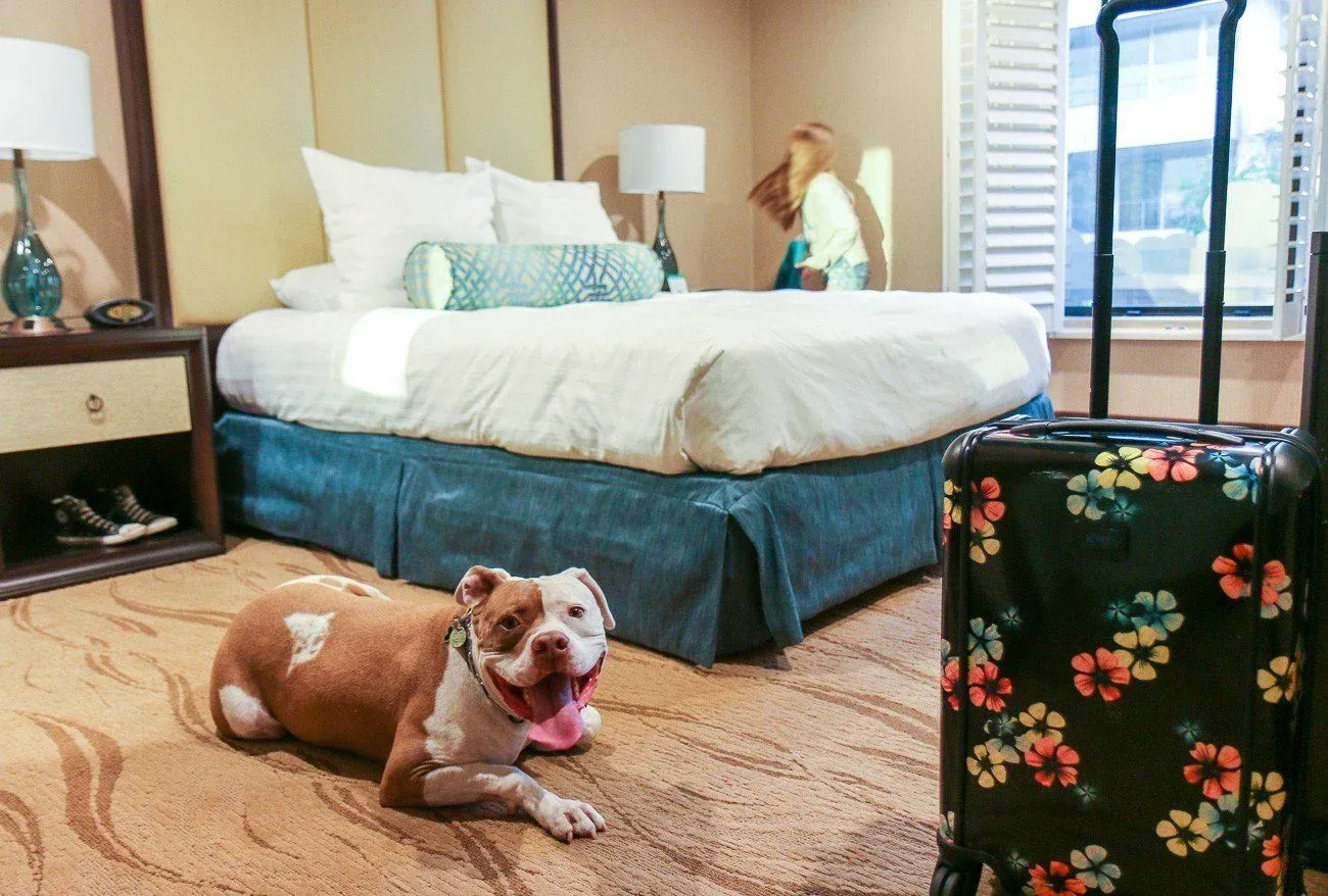 Our rescued pit bull relaxing in a double room at Empress Hotel.