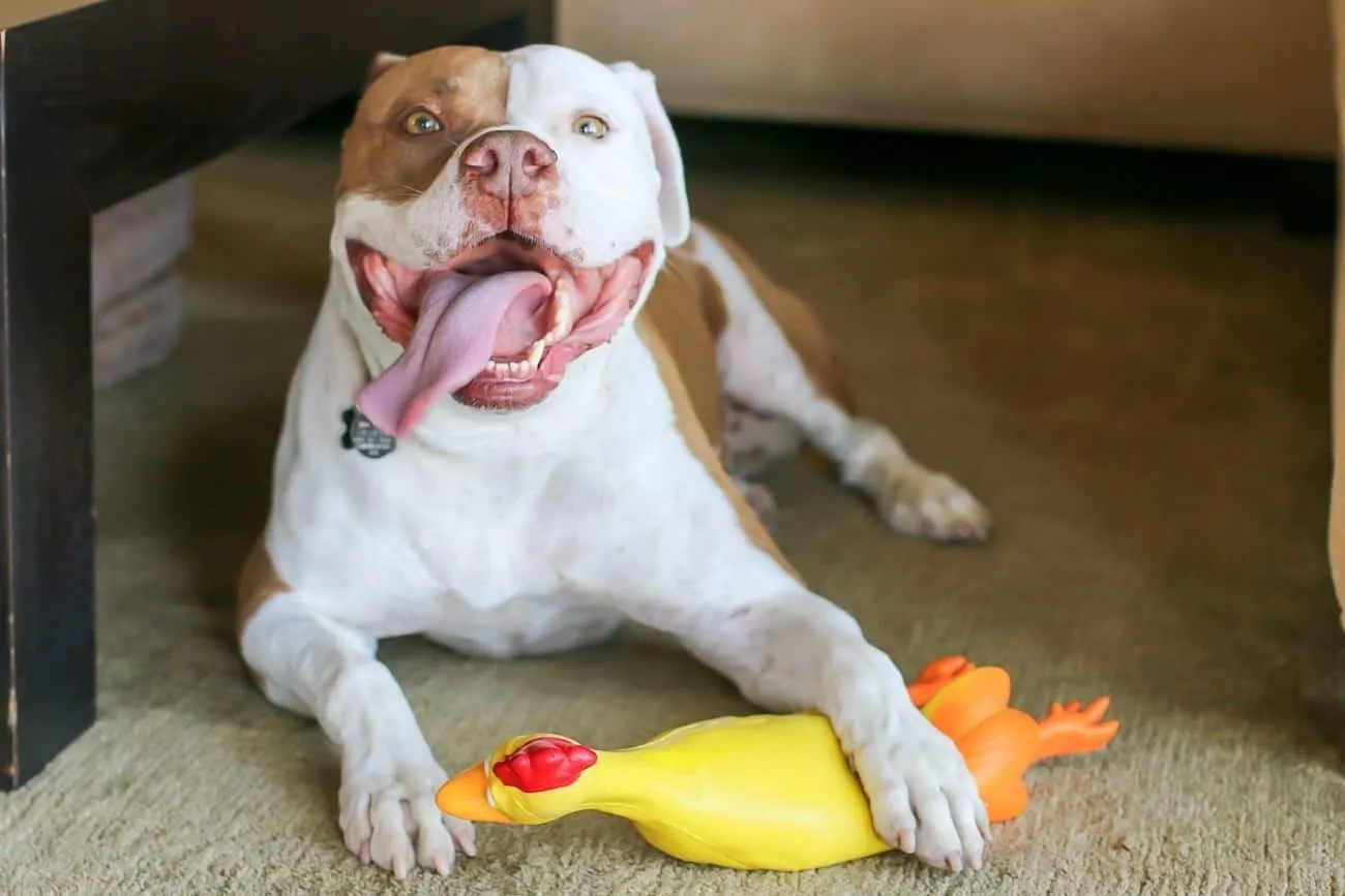 Pit bull with a squeaky chicken