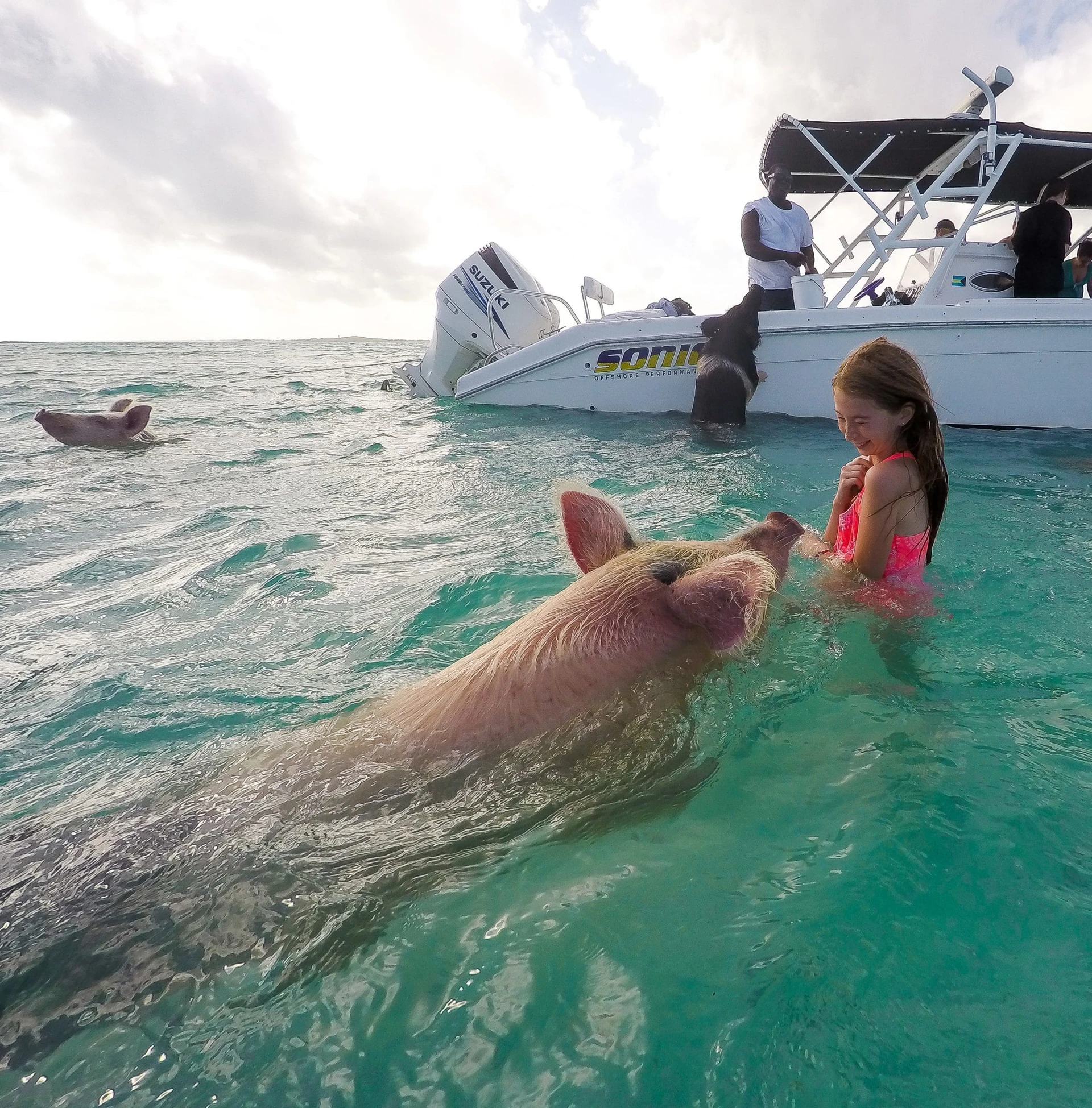 The swimming pigs in the Exumas was a highlight of our Bahamas vacation.