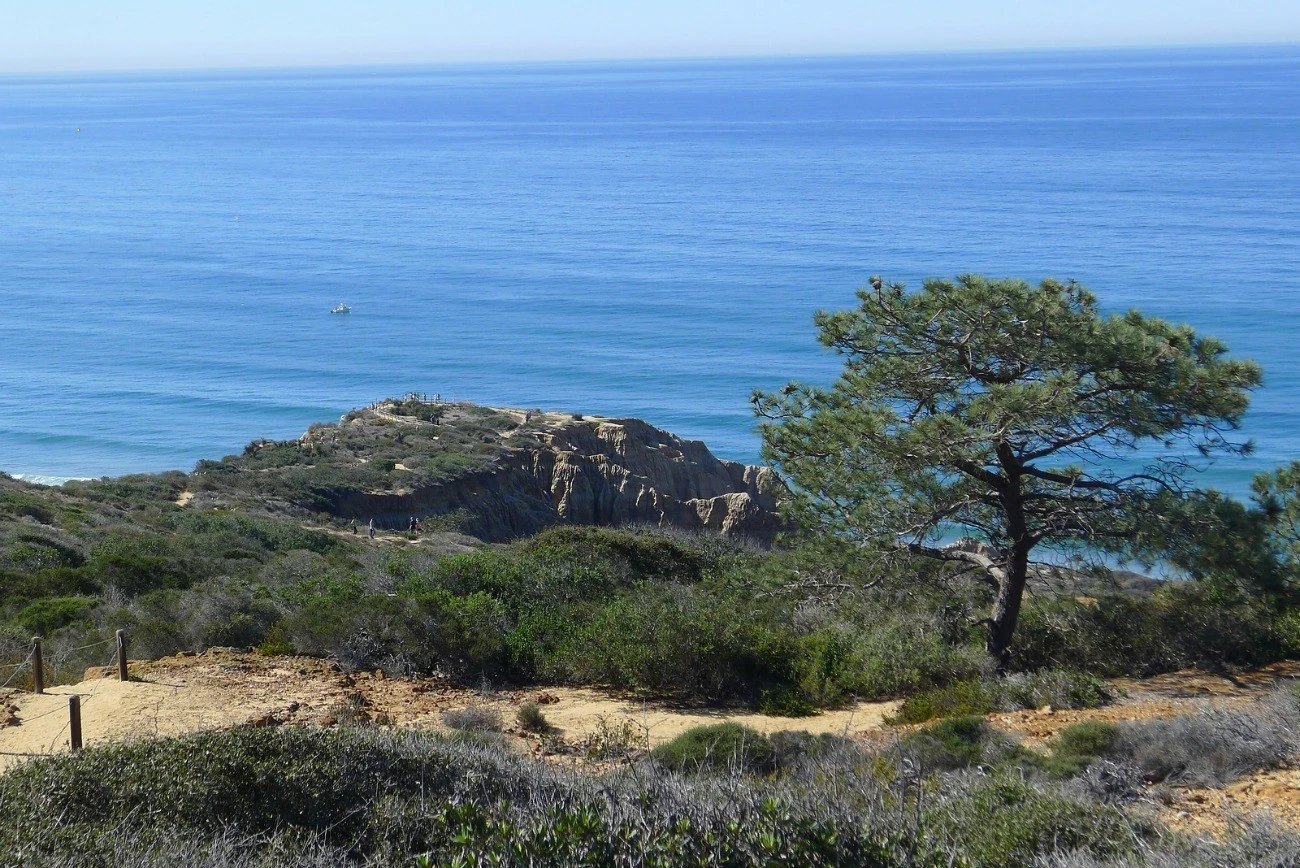 Torrey pine tree against an ocean backdrop. The Torrey Pines Reserve is one of La Jolla's best places for hikes, walks and ocean views.