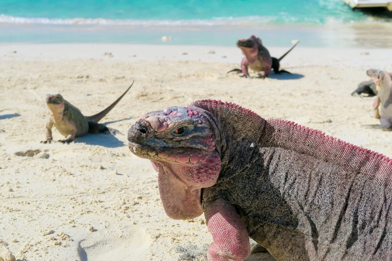 Bahamian rock iguanas on Nicolas Cage's island in the Bahamas. You can feed them red grapes!