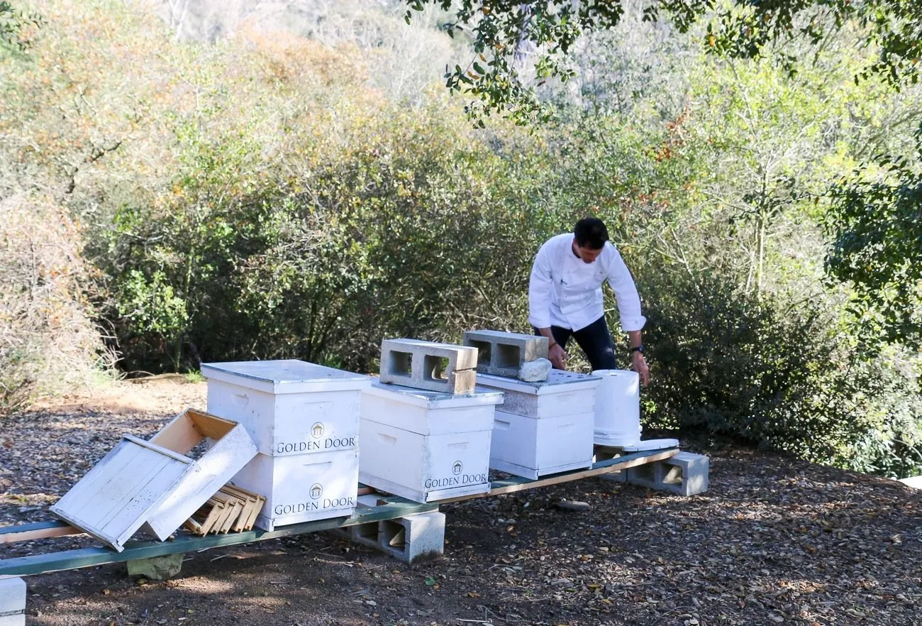 The bees at Golden Door help pollinate the garden.