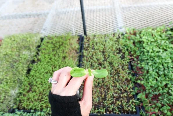 Golden Door spa grows much of its biodynamic, organic produce on site in lovely greenhouses and gardens.