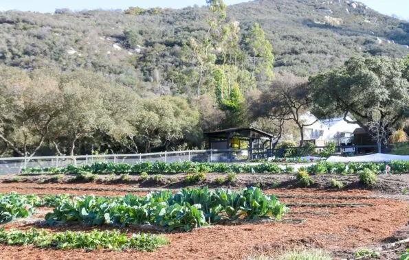 Part of the organic garden at Golden Door spa in North San Diego.