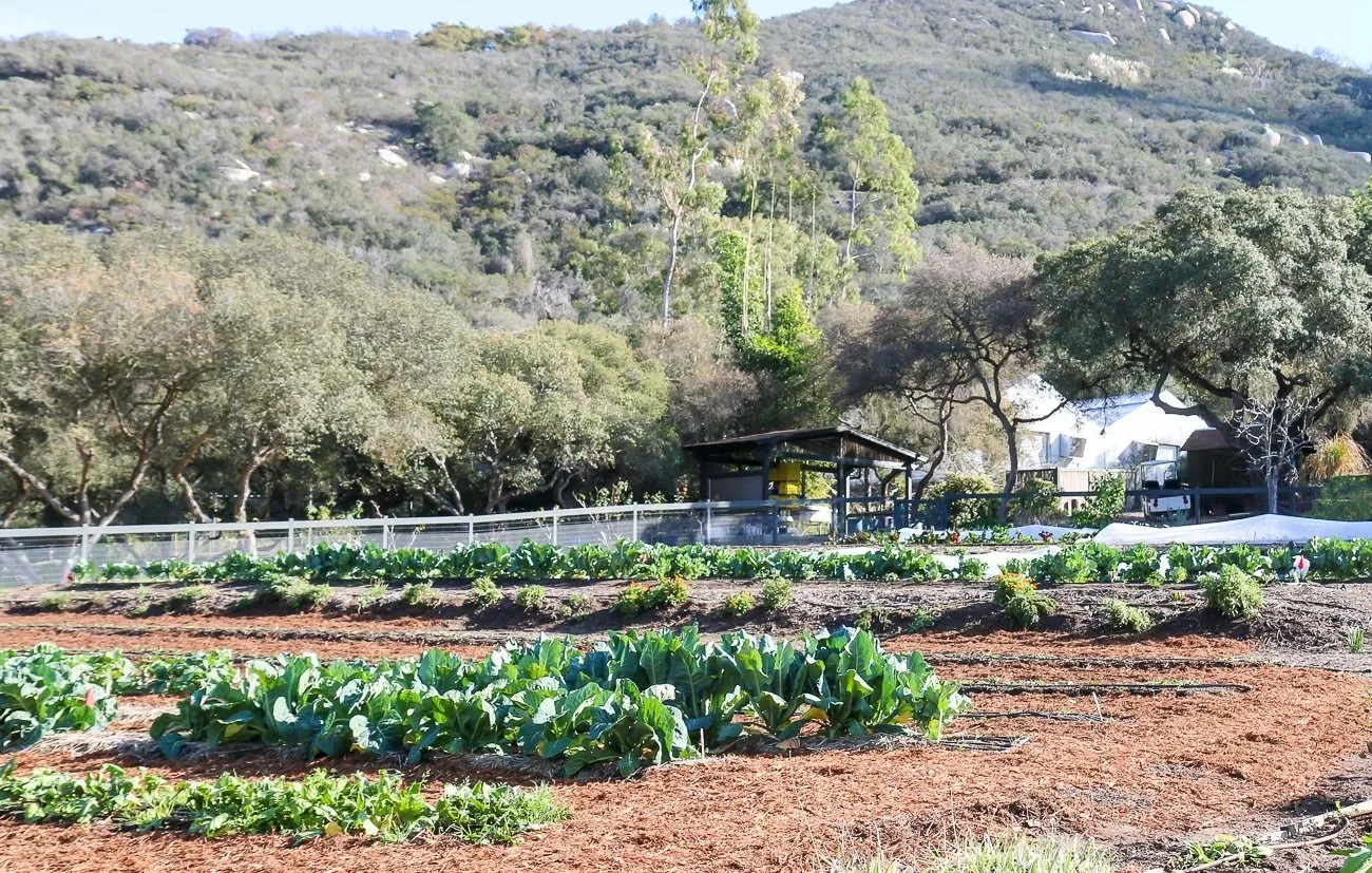 Part of the organic garden at Golden Door spa in North San Diego.