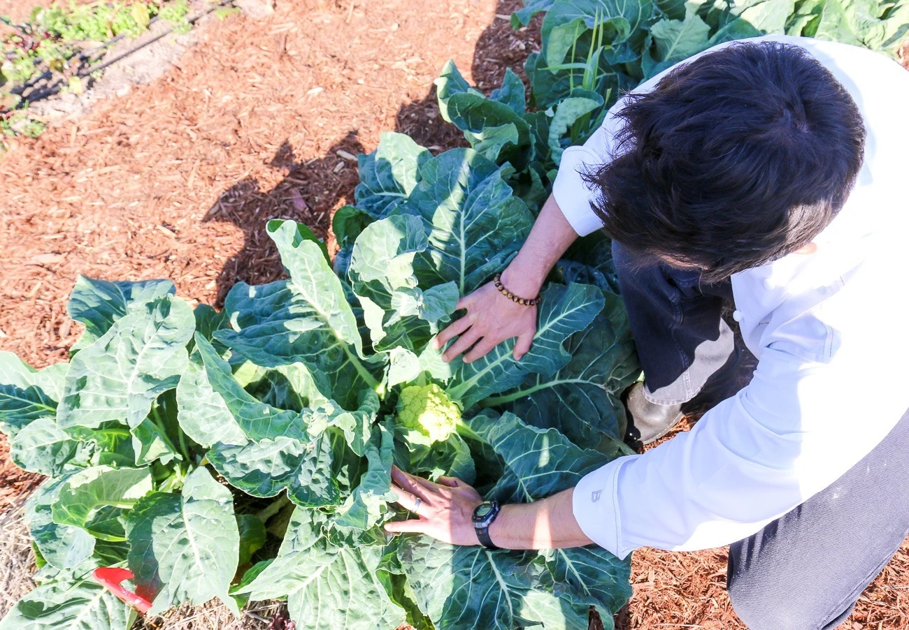 An organic cauliflower plant in the garden at Golden Door wellness spa.
