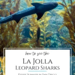 The La Jolla leopard sharks return to this San Diego beach every summer. Learn how to see the largest annual aggregation of these harmless creatures in the world on a tour or on your own. It's one of my favorite naturally-occurring and safe animal encounters.