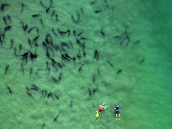 Aerial view of leopard sharks swimming underwater, one of the most unique La Jolla San Diego attractions.