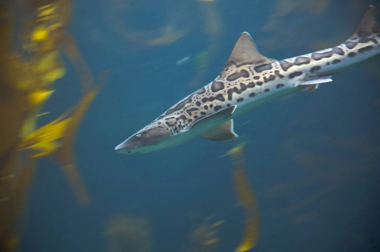 See La Jolla leopard sharks by wading out in shallow waters, snorkeling tours, kayak tours and more.
