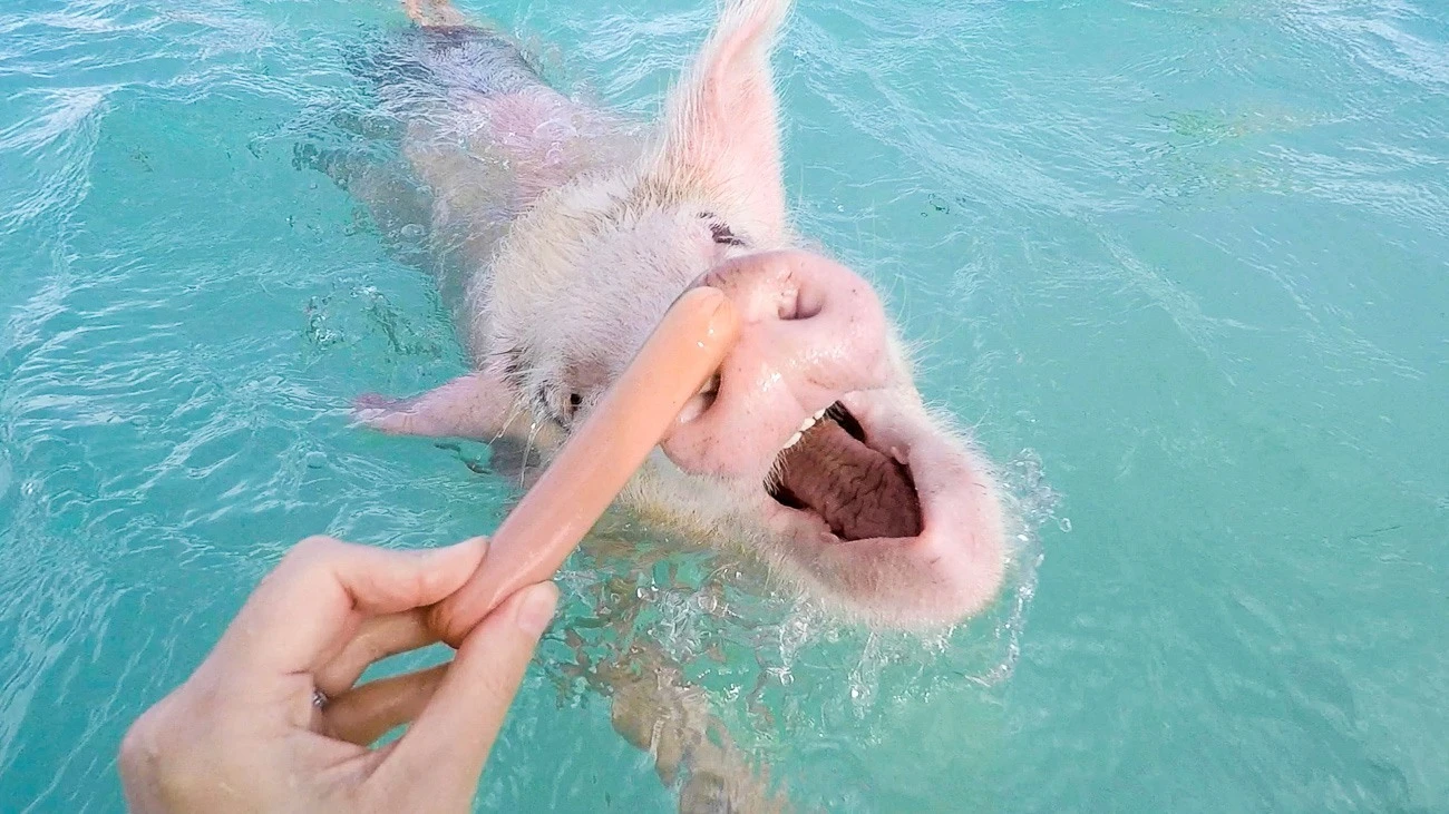 The pigs in the Bahamas swim for chicken hot dogs. Yes, you read that right.
