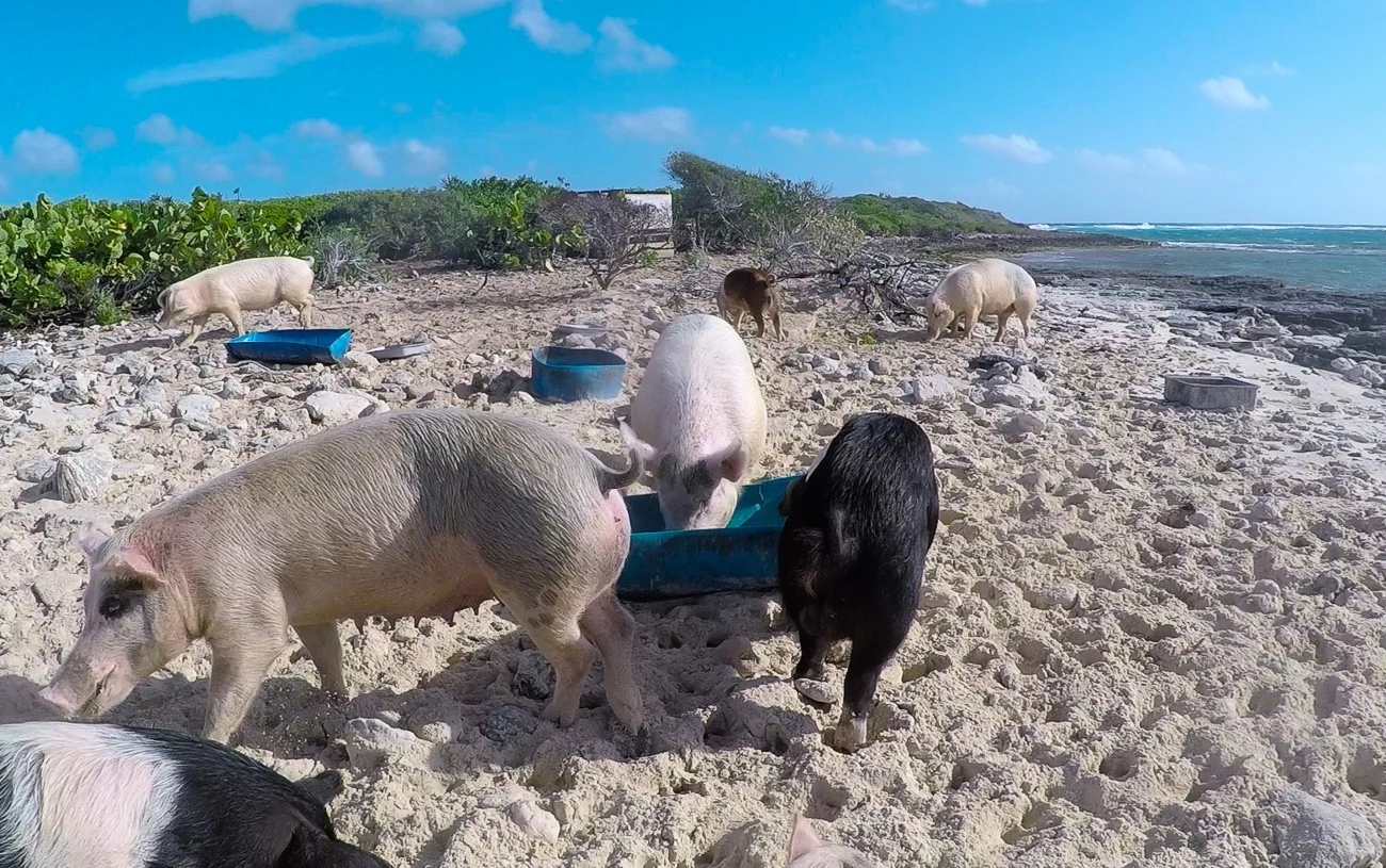 Pig Beach is home to the famous swimming pigs. Locals keep them fed and hydrated.