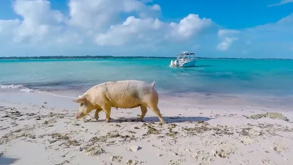 A must-do when visiting Great Exuma is see the swimming pigs on Big Major Cay. Amazing.