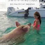 Add swimming with pigs in the Bahamas to your life bucket list!