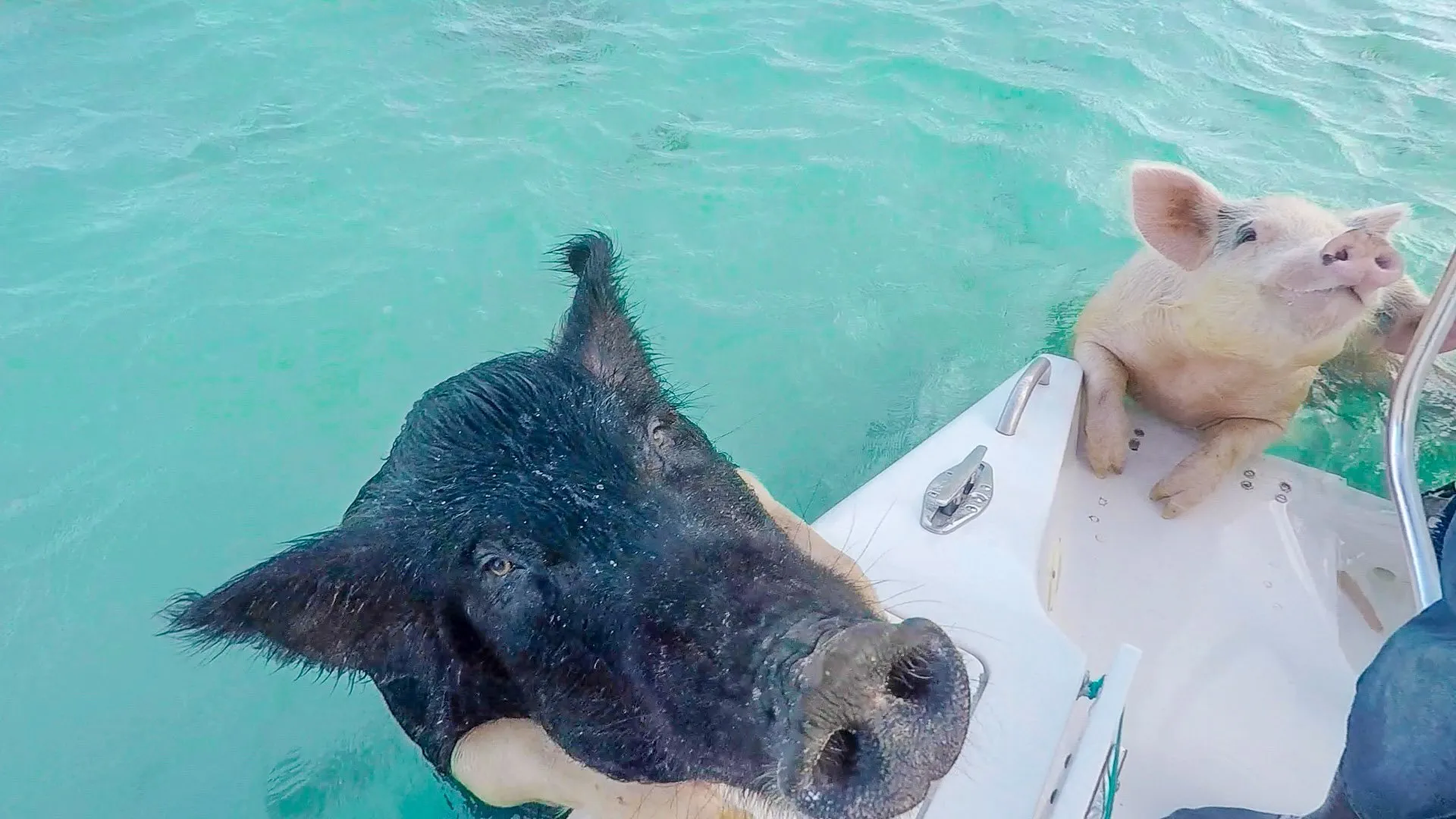 The Bahamian swimming pigs can hoist themselves on to the side of the boat. Impressive!