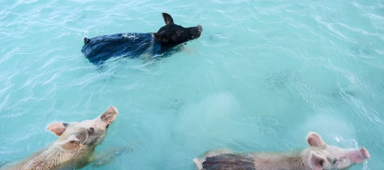 Put the swimming pigs in the Exumas on your life bucket list.