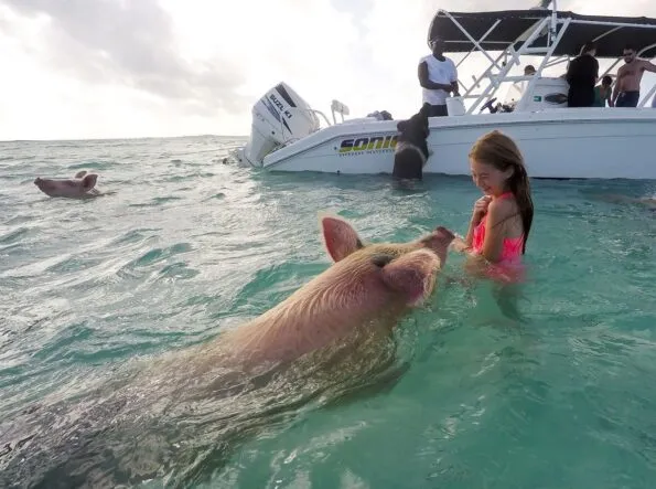 The swimming pigs on Big Major Cay island in the Bahamas.