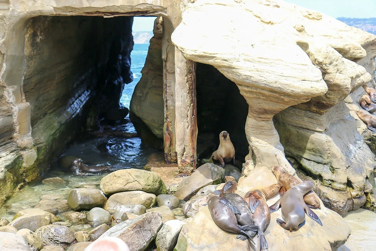 Adorable seals at La Jolla Cove