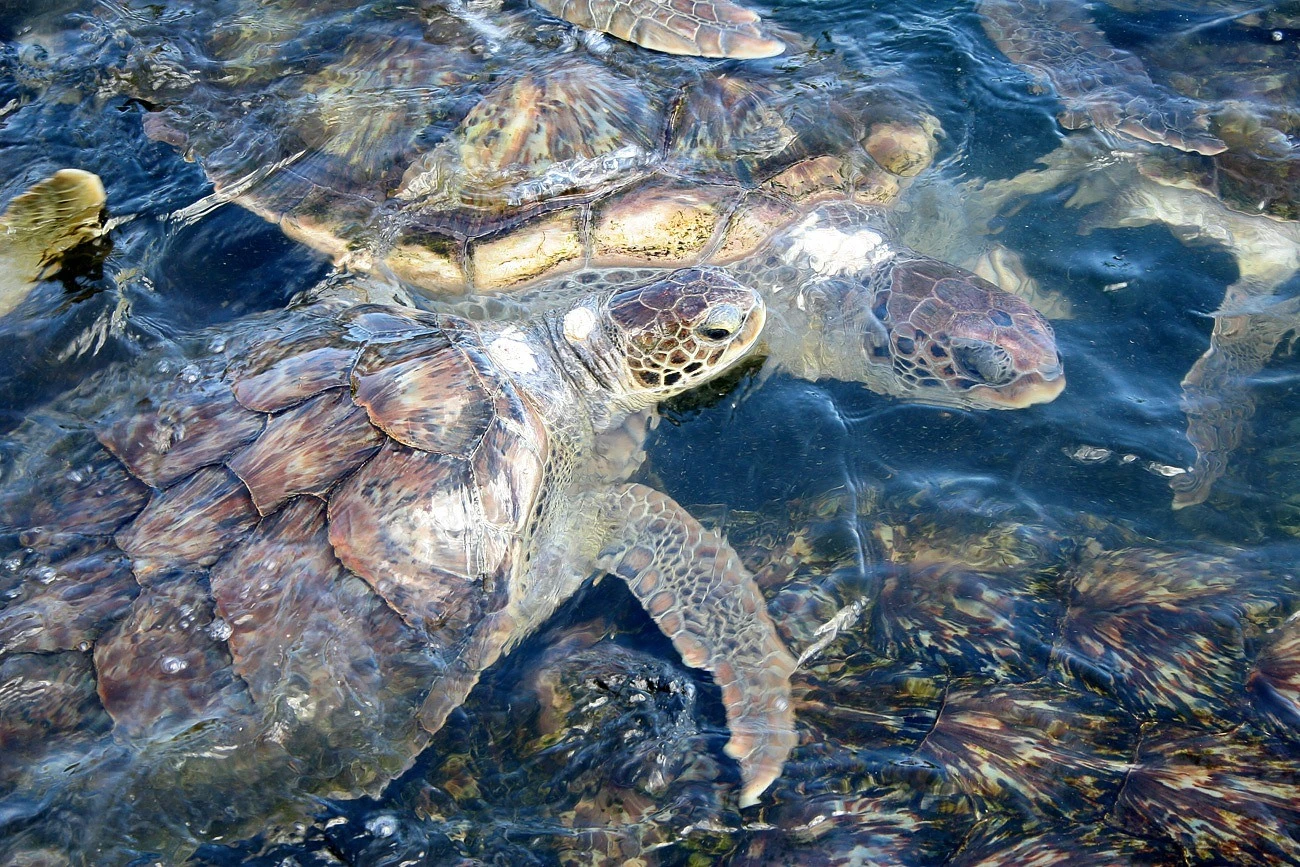 things to do grand cayman-3