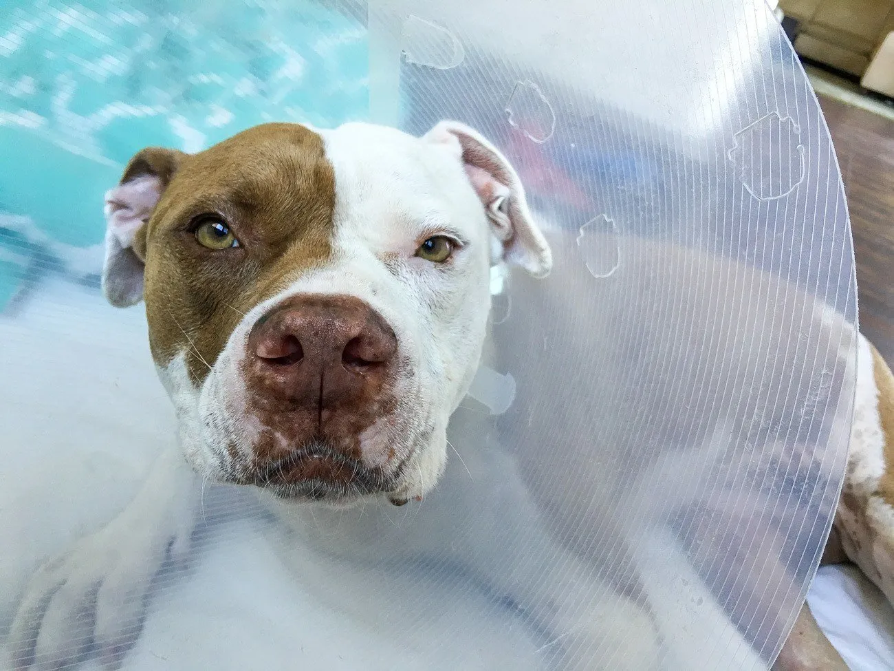 How to prepare for dog TPLO surgery for a torn ACL.