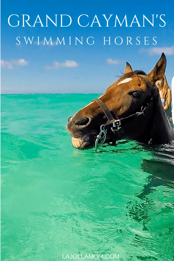 See why riding swimming horses is one of the best things to do in Grand Cayman
