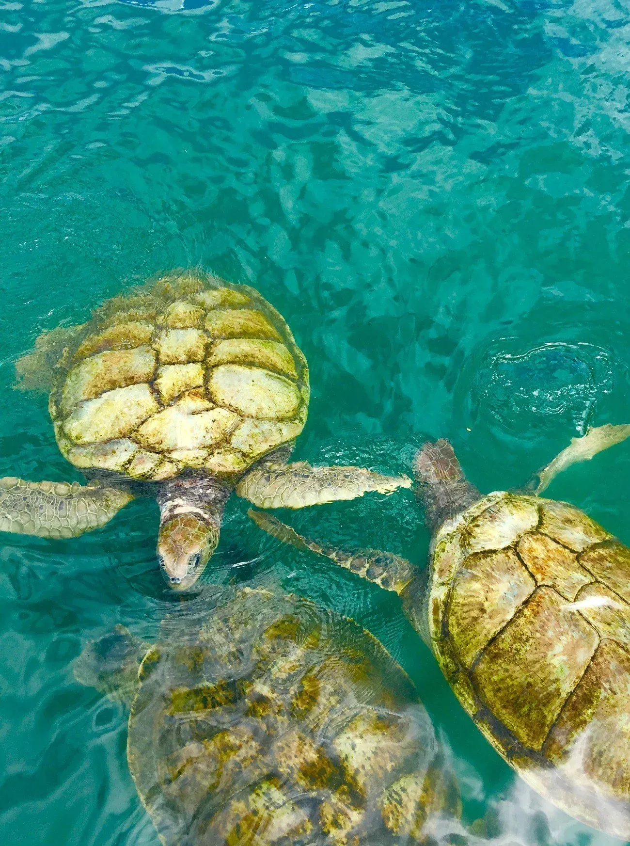 Turtles huddled together in the water at Cayman Turtle Centre.