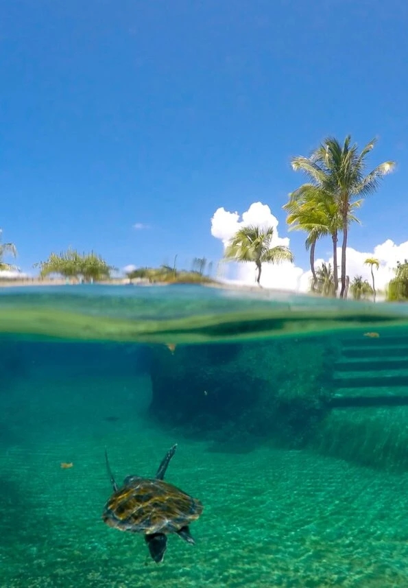 A turtle swims underwater at the Cayman Turtle Centre.