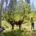A great thing to do in Vail with kids is a hike and picnic with a llama.