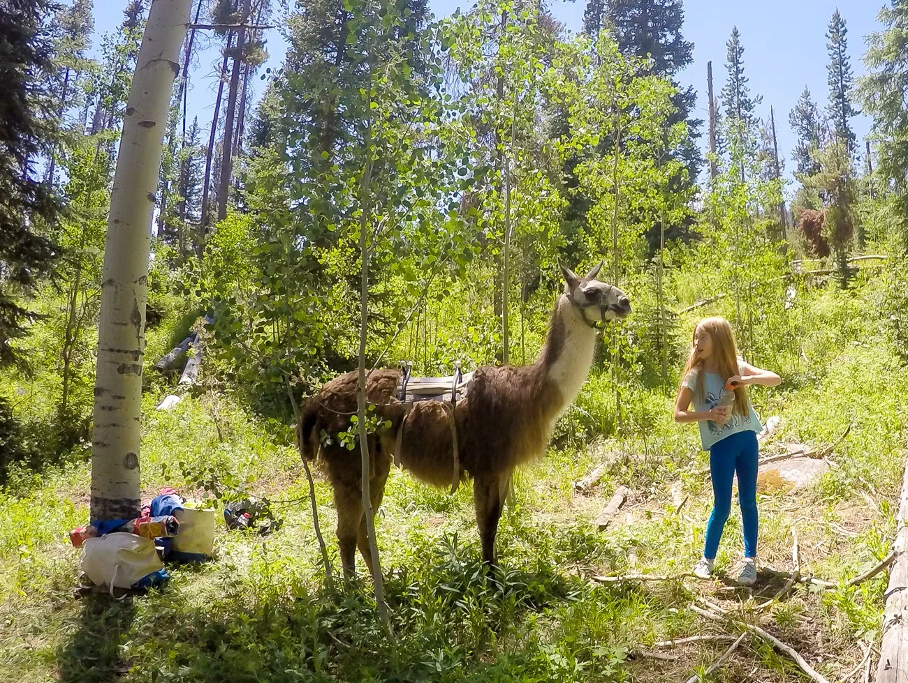 A great thing to do in Vail with kids is a hike and picnic with a llama.